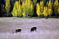Deer Grazing More Aspens.jpg